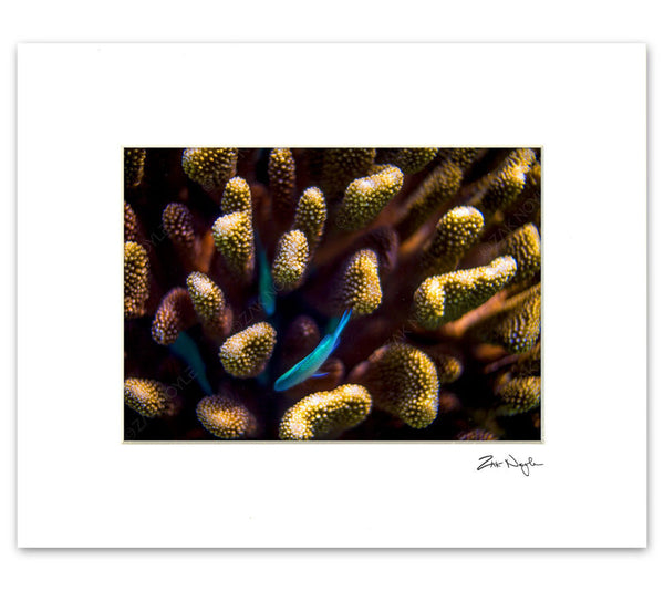 Aquamarine blue fish in coral