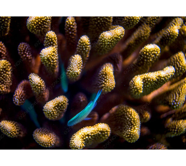 Underwater photo of tahiti coral