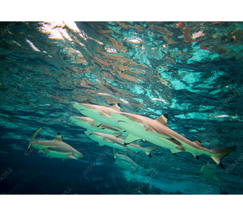 Underwater photo of the belly of a school of sharks