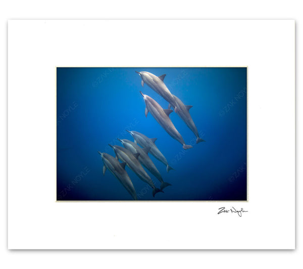 Dolphin photograph by Zak Noyle