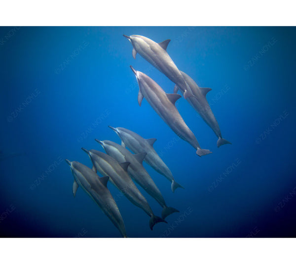 Underwater dolphin photo by Zak Noyle