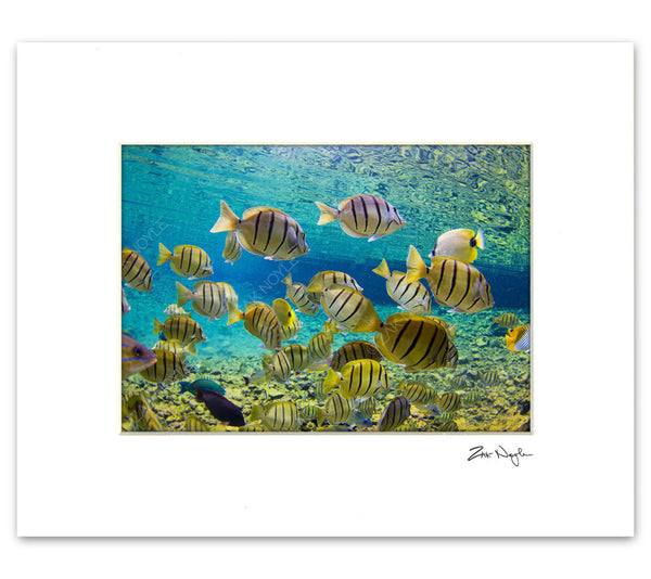 Underwater image of marine life in Tahiti