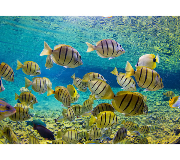Underwater photo of fish in Tahiti