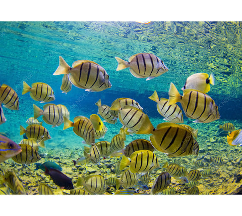 Underwater photo of fish in Tahiti