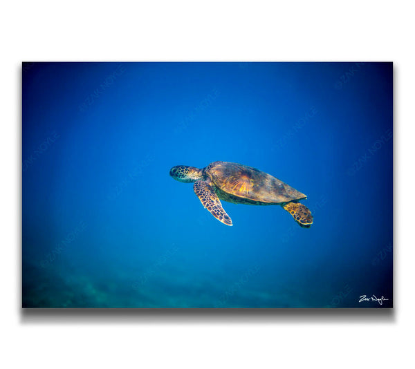 Image of a turtle in the ocean in Hawaii