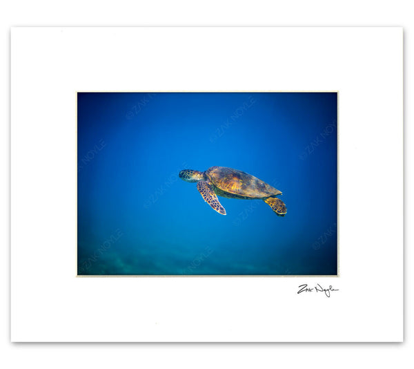 Underwater photo of a turtle by Zak Noyle