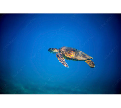 Underwater image of a turtle in Hawaii