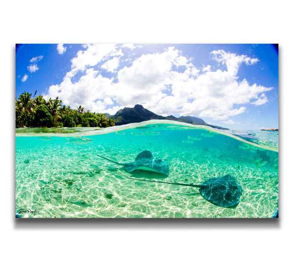 "half-in half-out" photo of stingrays