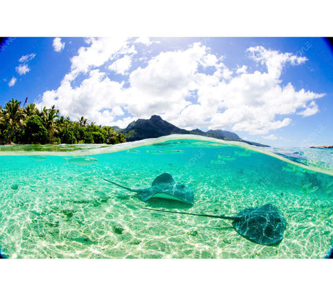 Underwater photograph of two stingrays in Tahiti by Zak Noyle
