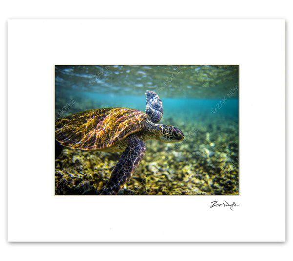 Marine underwater photography in Hawaii