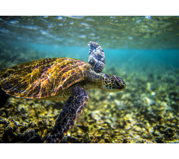 Underwater image of a turtle in Hawaii