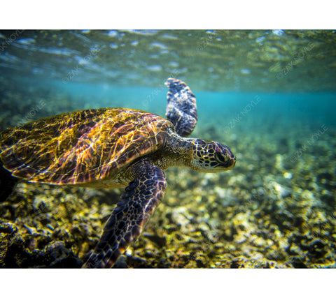 Underwater image of a turtle in Hawaii
