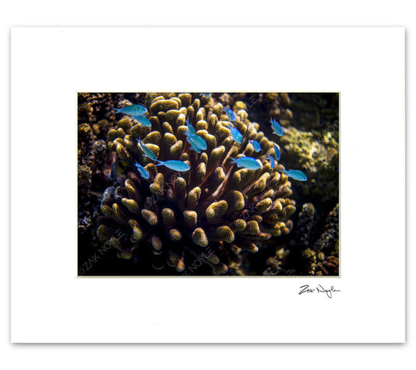 Underwater image of marine life in Tahiti