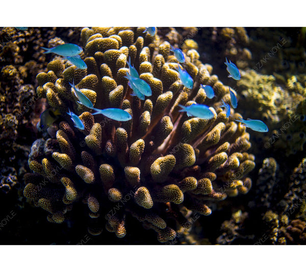 Underwater water photo of tropical fish