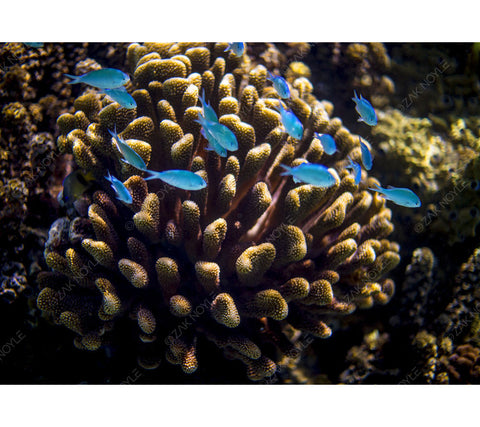 Underwater water photo of tropical fish