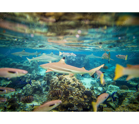 Black tip shark in Tahiti photo by Zak Noyle